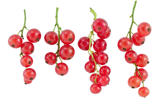 Owoc czerwonej porzeczki