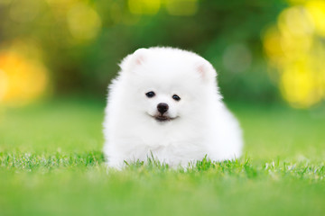 Adorable white Pomeranian puppy sitting in the grass - obrazy, fototapety, plakaty