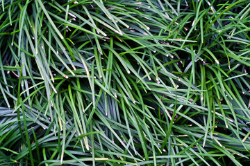 background of green leaf