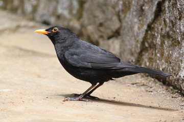 Amsel