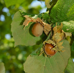 Nocciola tonda delle Langhe