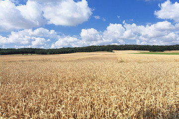 wheat fields under the sun in the summer before harvest