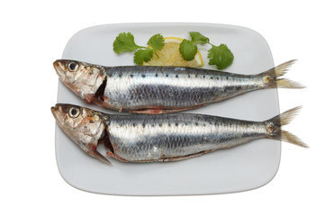 Two sardines