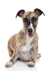 Whippet dog on white background
