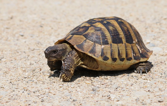 turtle on sand, testudo hermanni, Hermann's Tortoise