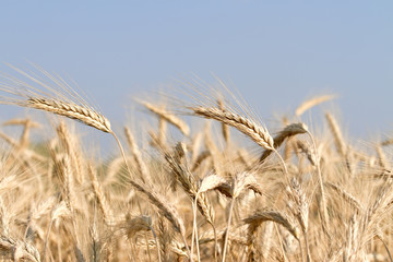 Wheat field