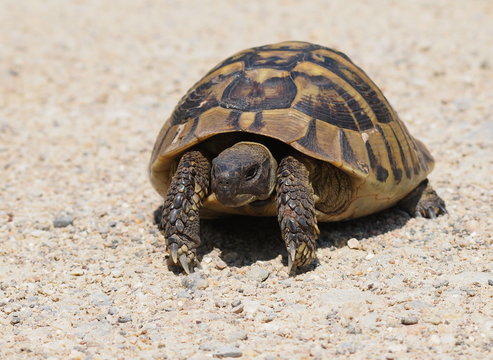 turtle on sand, testudo hermanni, Hermann's Tortoise