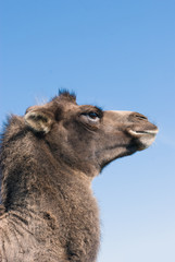 Hochnäsiges Kamel im Seitenprofil