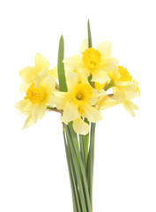 Obraz premium beautiful yellow daffodils isolated on white