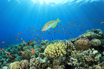 Fototapeta na wymiar Tropical Fish i Coral Reef Scene