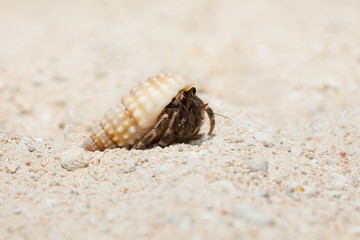 tiny crab on sandy beach