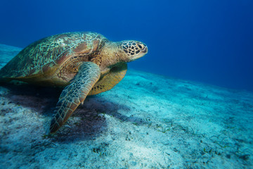 Huge sea turtle on sandy bottom