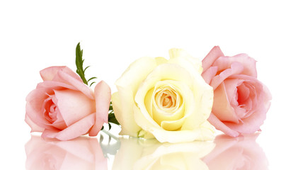 Three roses isolated on white
