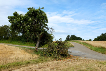 Fototapeta premium Zusammengebrochener Apfelbaum
