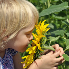 sonnenblume mit kind