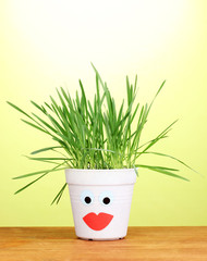 A pots of grass on green background