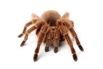 Grammostola Rosea - Frontal