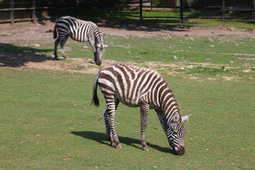 Zebras in Chorzow Zoo, Poland