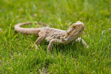 A Bearded Dragon Lizard in grass.