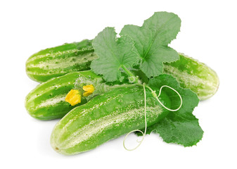 Cucumbers with leaves