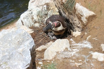 Humboldt-Pinguinmutter mit zwei frisch geschl&uuml;pften K&uuml;ken
