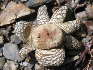 Gemeiner Wetterstern (Astraeus hygrometricus)