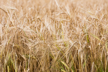 Closeup of ripe wheat with shallow depth of field