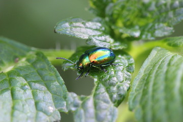 Prächtiger Blattkäfer (Chrysolina fastuosa)