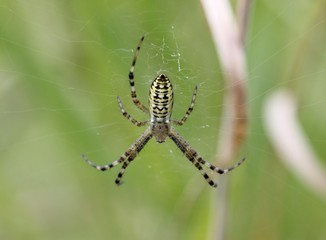 Wespenspinne (Argiope bruennichi)