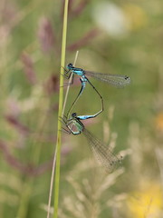 Paarungsrad der Großen Pechlibelle (Ischnura elegans)
