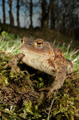 Common Toad, Bufo bufo