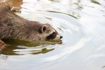 Schwimmender junger Waschbär