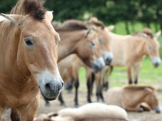 Fototapeta premium Przewalskihengst mit seiner Herde