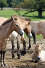 Obraz premium Przewalskipferde mit Fohlen 