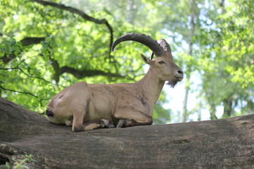 Westkaukasischer Steinbock