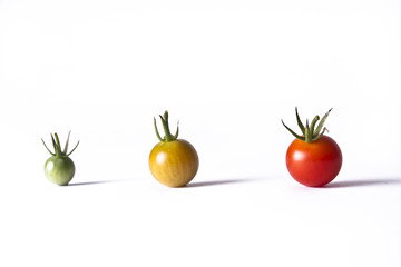 Tomato Life Cycle