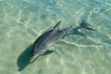 Delfin am Strand © 101vision