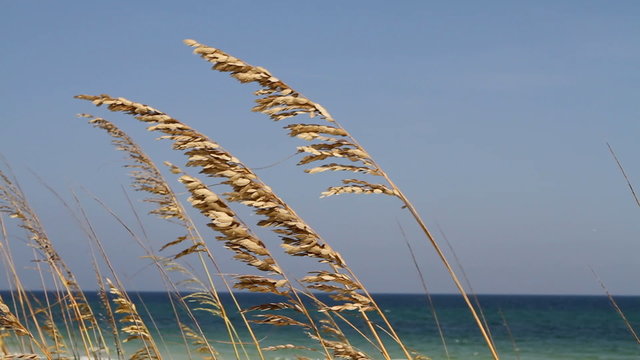 Wind Blown Sea Oats