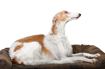 Borzoi dog in studio