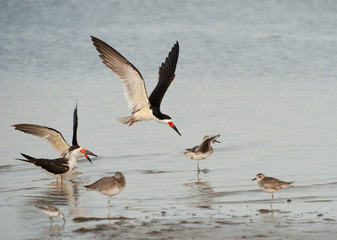 Oystercatcher in flight