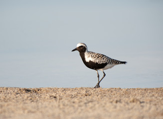 Shorebird