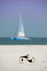 sailing boat on the beach