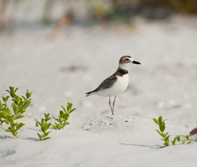 Plover on beach