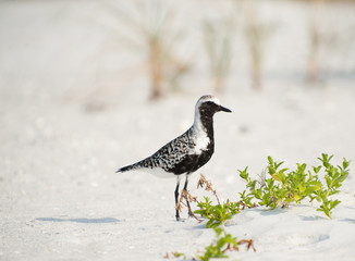 Bird on beach