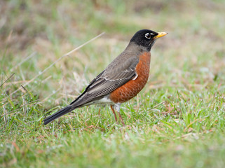 Robin in Spring