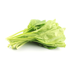 Chinese Cabbage (Brassica chinensis Jusl var parachinensis (Bai