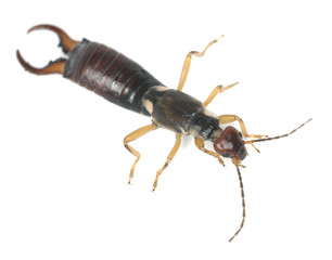 Common earwig (Forficula auricularia) isolated on white
