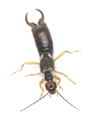 Common earwig (Forficula auricularia) isolated on white