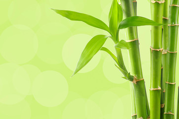 Fototapeta na wymiar bambus tle