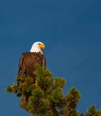 Bald Eagle wildlife Kanada